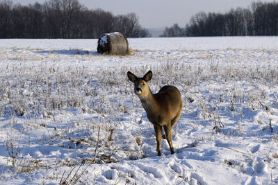 Deer standing on snow field