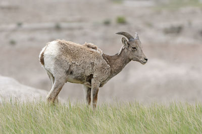 Bighorn sheep in the prairie of badlands national park in south dakota