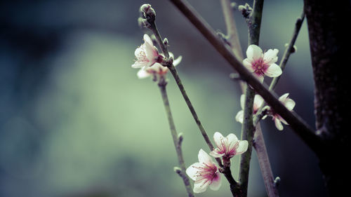 Close-up of white flowers blooming on tree