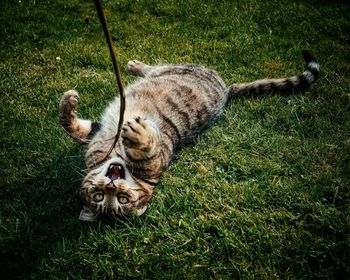 High angle view of cat lying on grass