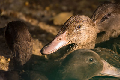 Close-up of duck in lake