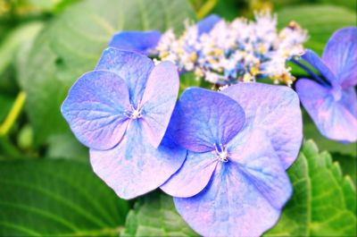 Close-up of purple flowering plant