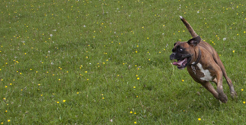 Dog on field