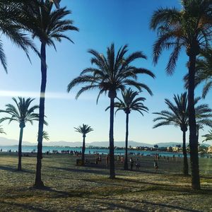 Palm trees by sea against sky