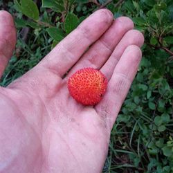 Close-up of hand holding fruit