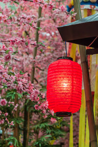 Close-up of pink cherry blossom hanging on tree