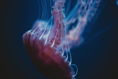 Close-up of jellyfish swimming in water