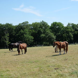 Horses in a field