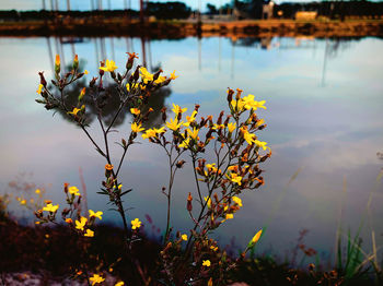 Scenic view of lake against orange sky