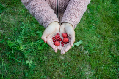 High angle view of hand holding strawberries