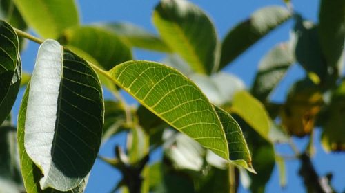 Close-up of green leaves on plant