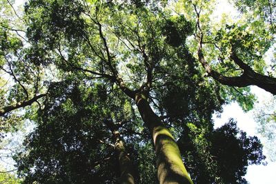 Low angle view of trees against sky