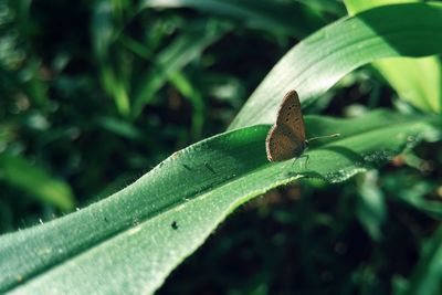 Close-up of butterfly on leaf