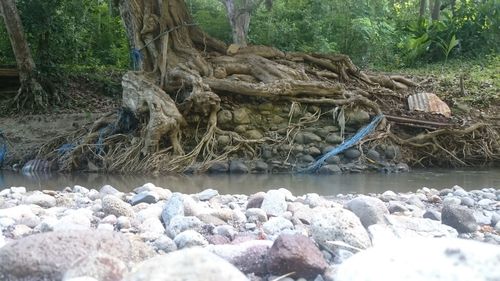 Pebbles on shore against trees