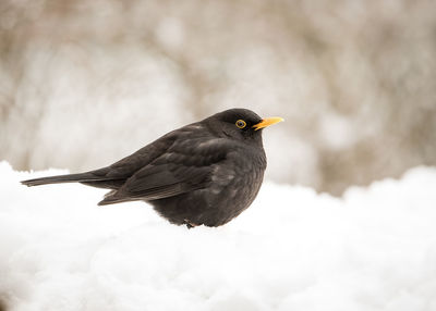 Close-up of bird perching outdoors