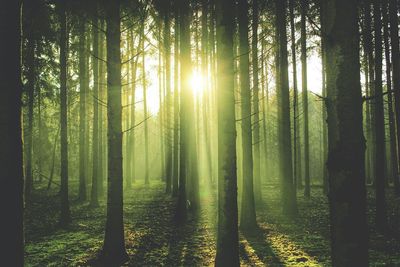 Sun shining through trees in forest