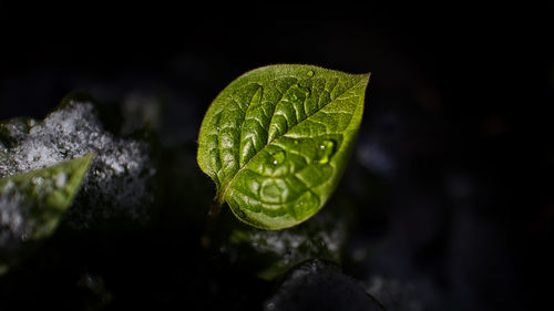 Close-up of raindrops on leaf