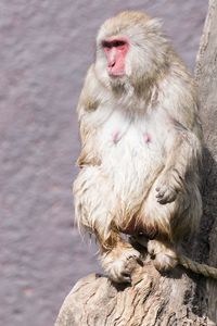 Monkey looking away