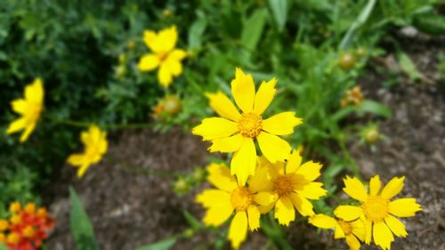 Close-up of yellow flower blooming in field