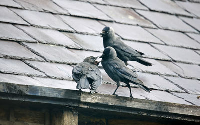 Juvennile jackdaw begging for food from the adult birds