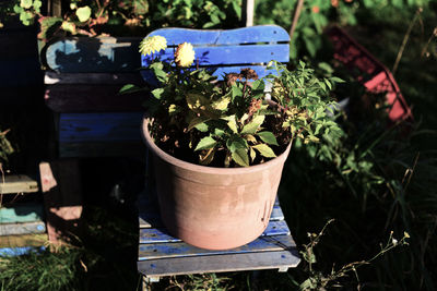 Potted plants in greenhouse