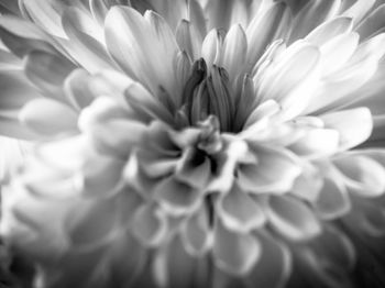 Close-up of dahlia