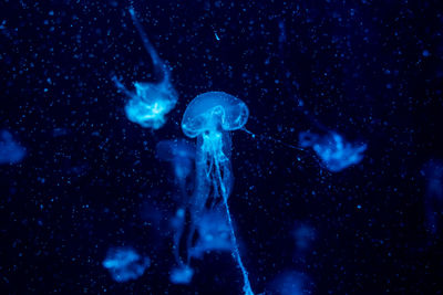 Close-up of jellyfish swimming in sea