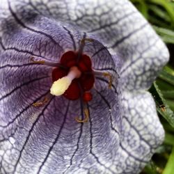 Close up of flowers