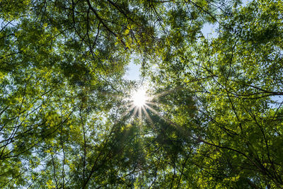 Low angle view of sunlight streaming through trees