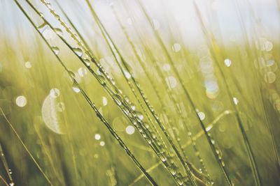 Close-up of water drops on leaves