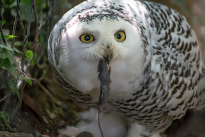 Close-up portrait of owl with rat