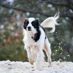 Dog on field during winter