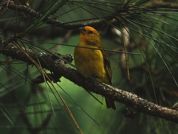 Close-up of bird perching on tree