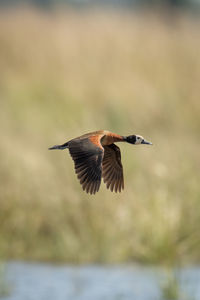 Close-up of bird flying against sky