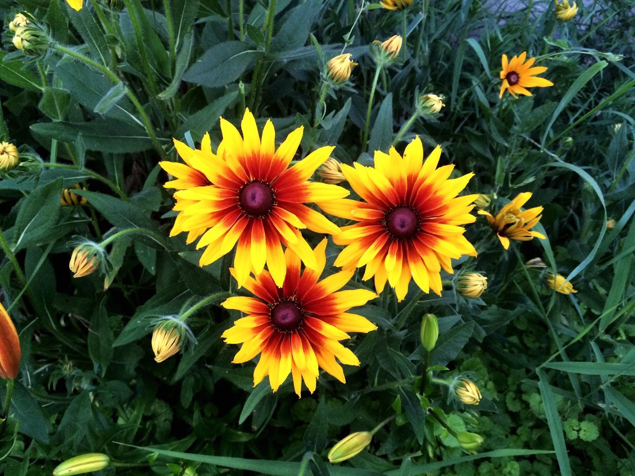 flower, freshness, fragility, petal, growth, beauty in nature, flower head, yellow, nature, plant, close-up, springtime, outdoors, in bloom, blossom, day, blooming, vibrant color, botany, growing, full frame, bloom, no people