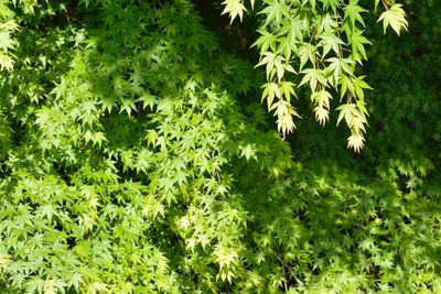 Plants growing outdoors