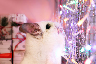 Cute white chinchilla in its house with christmas decorations and christmas lights.