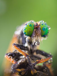 Close-up of spider