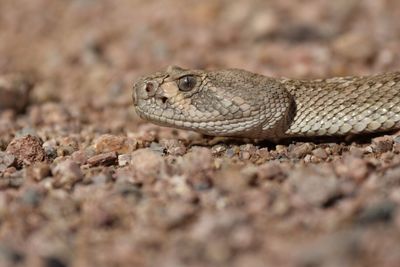 Close-up of lizard on rock