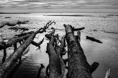 Birds perching on shore against sky