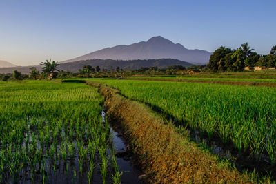 Scenic view of rice field against sky