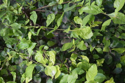 Close-up of fresh green plants