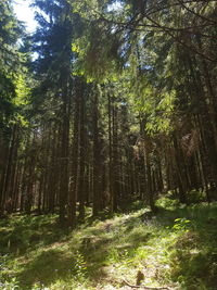 Low angle view of trees in forest