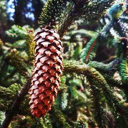 Close-up of pine cone on tree