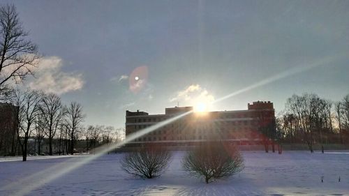 Sun shining through trees