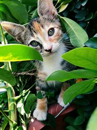 Portrait of cat on plant