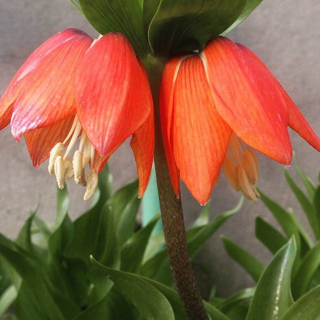 flower, petal, freshness, flower head, fragility, growth, red, beauty in nature, leaf, plant, blooming, close-up, nature, single flower, focus on foreground, in bloom, stem, green color, orange color, day