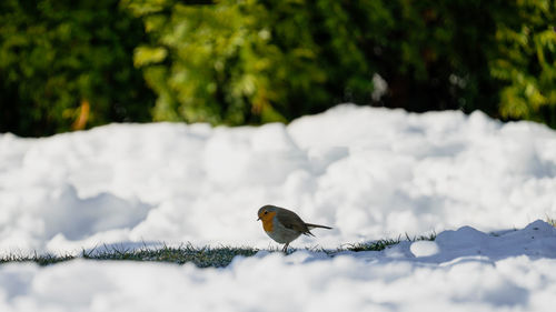 Bird perching on a snow