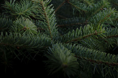 Close-up of pine tree leaves