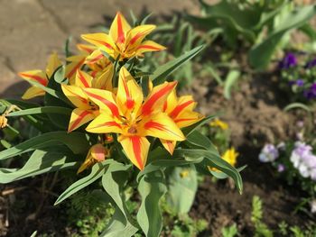 Close-up of orange flowers